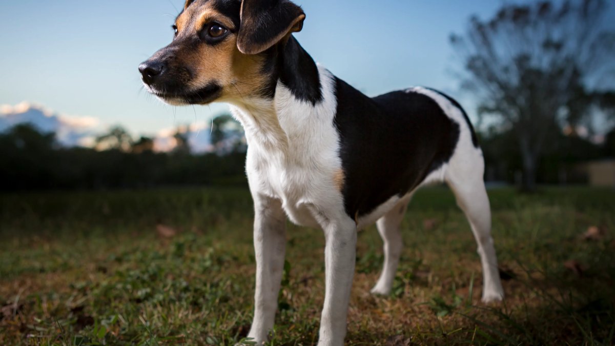 Danish-Swedish farmdog becomes newest breed in AKC’s lineup – NBC Boston