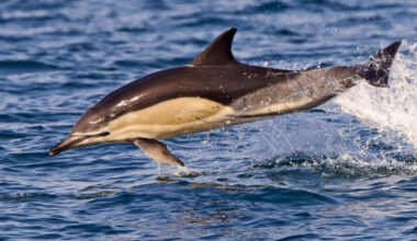 Dauphin commun qui saute hors de l'eau.