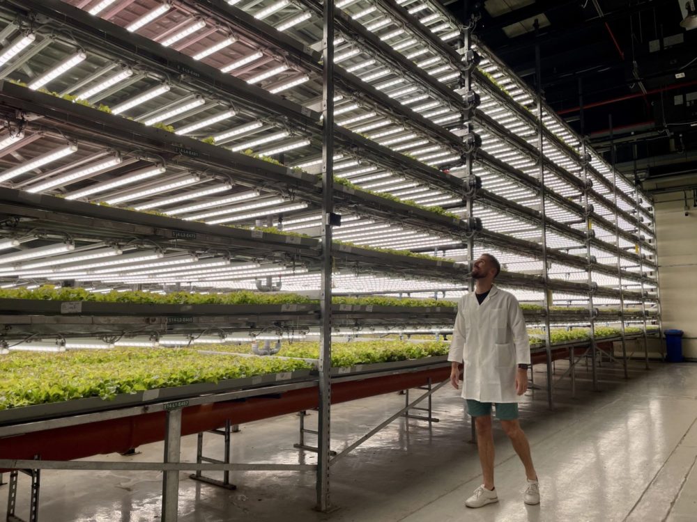 More indoor ag growers prioritizing renewable energy