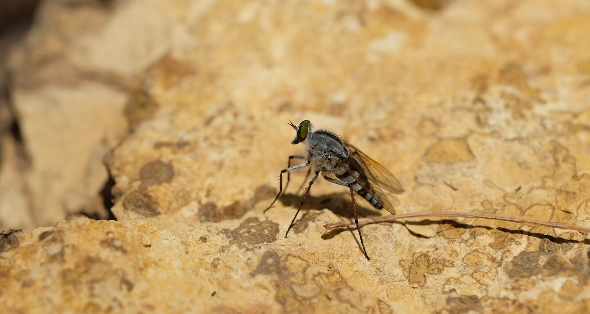 Study: Human neuroinvasive Toscana virus infections in Italy from 2016 to 2023: Increased incidence in 2022 and 2023. Image Credit: Pattarawat Loharnchoon / Shutterstock
