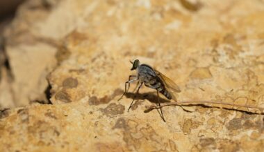 Study: Human neuroinvasive Toscana virus infections in Italy from 2016 to 2023: Increased incidence in 2022 and 2023. Image Credit: Pattarawat Loharnchoon / Shutterstock