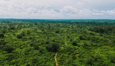 Deforestation in the Amazon has halved in the last few years
