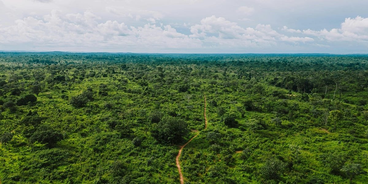 Deforestation in the Amazon has halved in the last few years