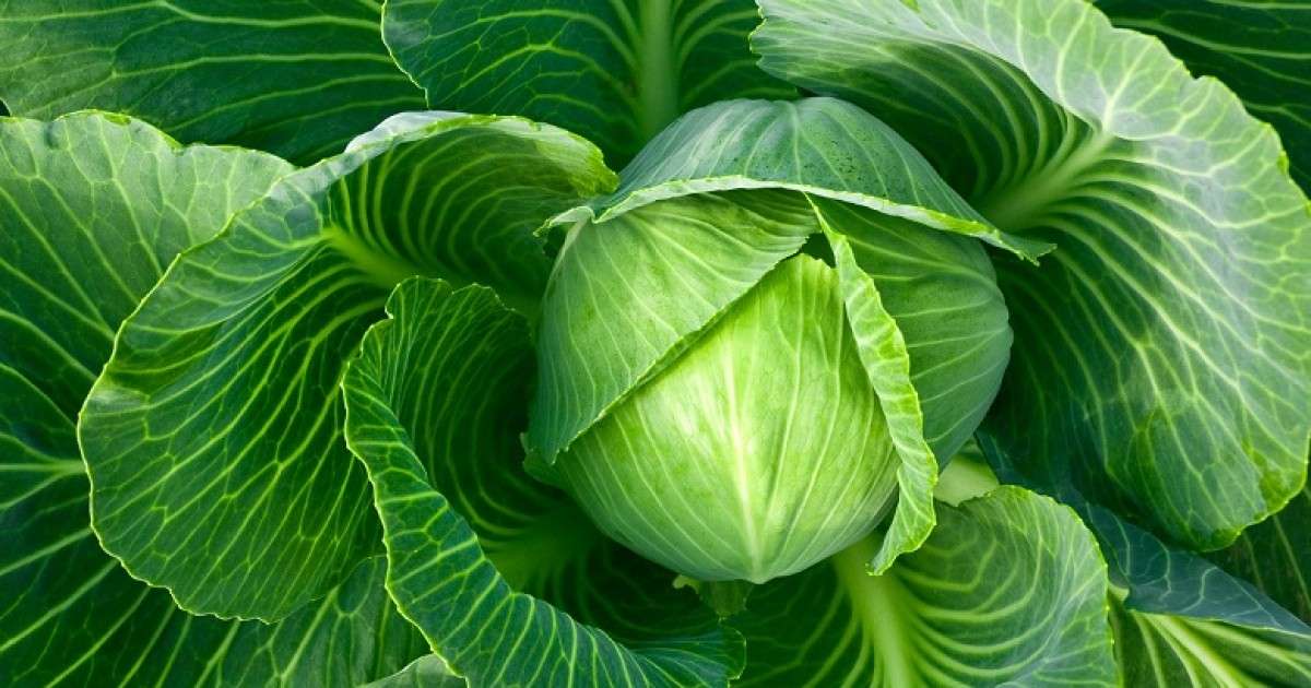 IHS: Shipment from RMV to Croatia contains green cabbage and it does not have pesticides - Telegraph