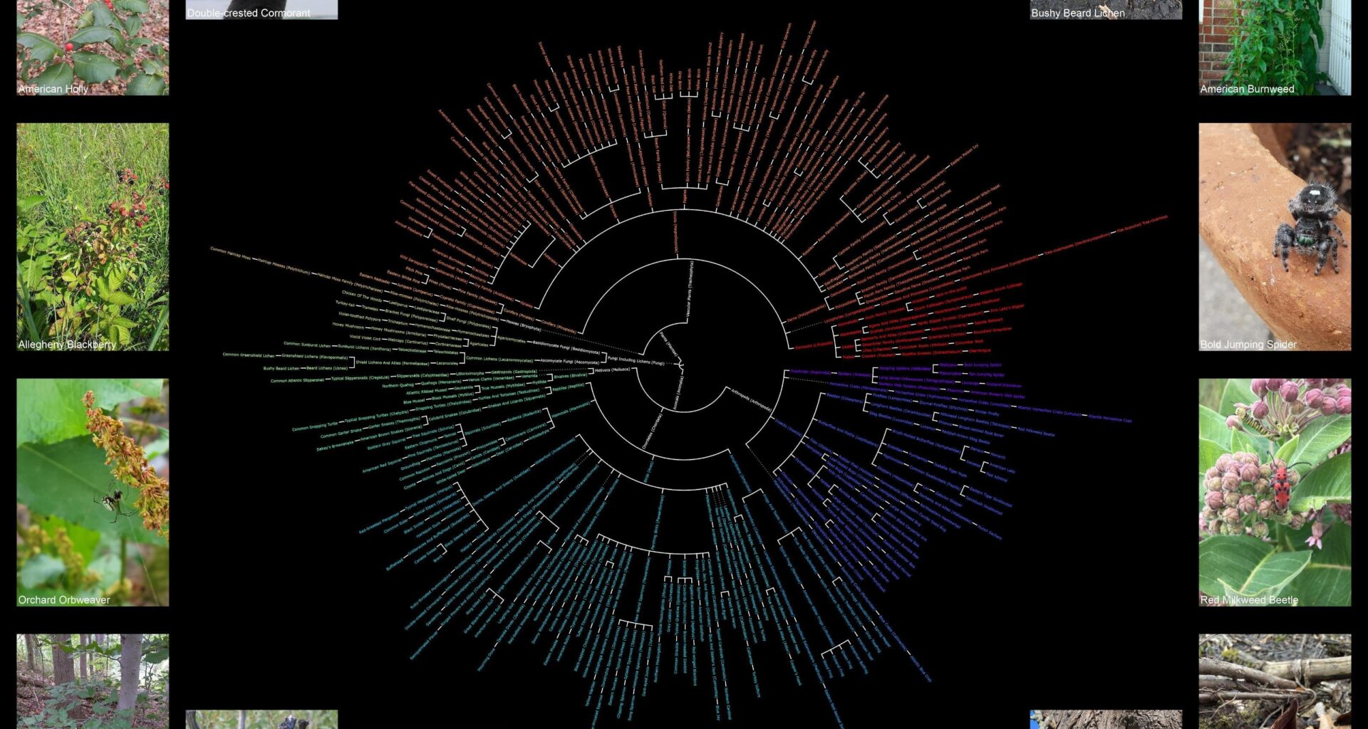 [OC] Taxonomic Chart of Most Observed Wildlife Species of Rhode Island