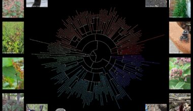 [OC] Taxonomic Chart of Most Observed Wildlife Species of Rhode Island