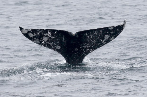 A gray whale swims near the Farallon Islands off the coast of San Francisco on April 17, 2021. (Jane Tyska/Bay Area News Group)