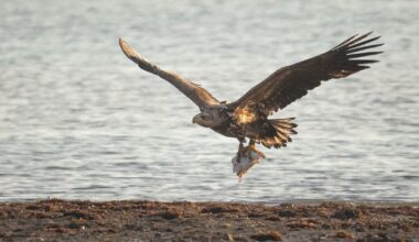 Eagles set to return to the skies of Wales as soon as next year for the first time in over 150 years