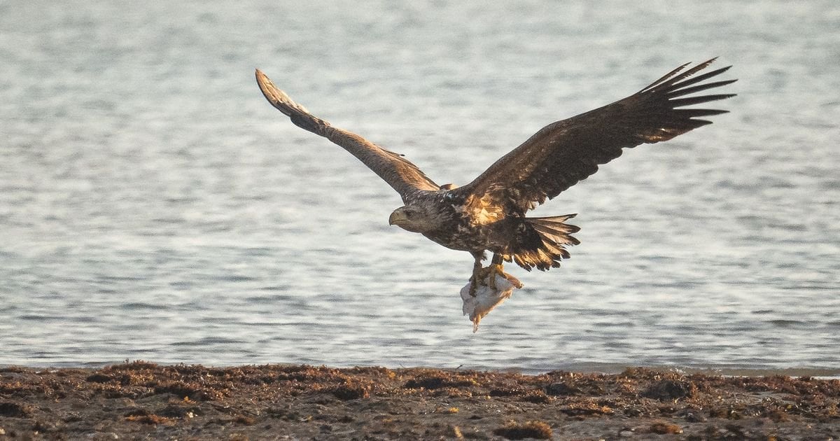 Eagles set to return to the skies of Wales as soon as next year for the first time in over 150 years