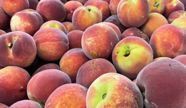 SC peach grower used foreign employee wage deductions to pay for political donations, Department of Labor says