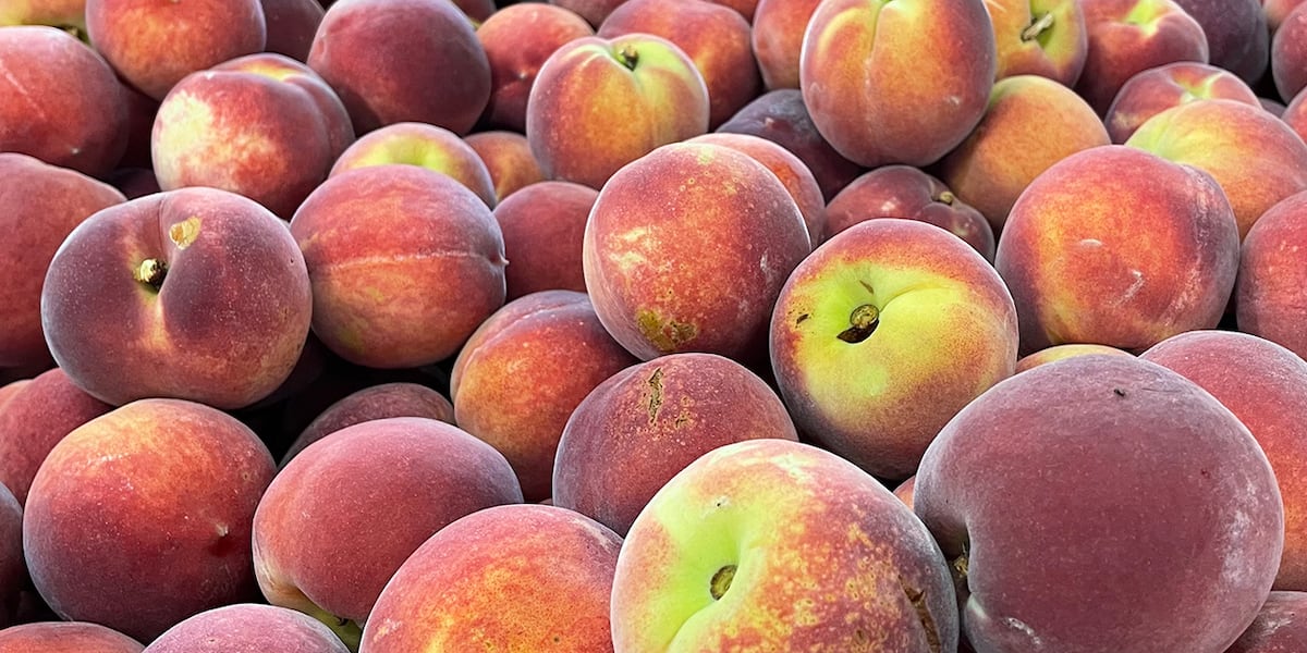 SC peach grower used foreign employee wage deductions to pay for political donations, Department of Labor says