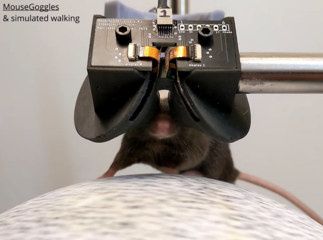 Scientists Have Created VR Goggles For Mice And It's as Cute as It Sounds