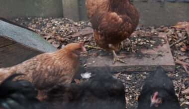 Bird flu cases in Northern Ireland spur setting up of prevention zone – The Irish Times