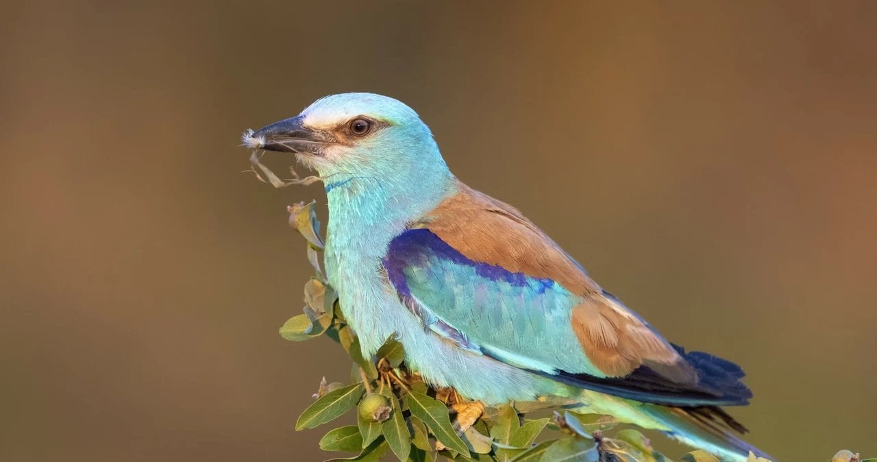 Pożegnanie z kraską. Kolorowy ptak wymiera w Polsce