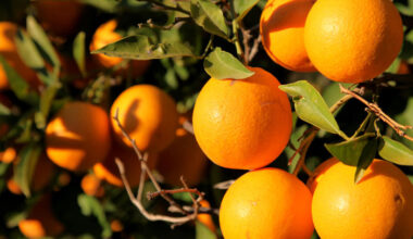 Florida’s Citrus Outlook Remains Bleak. But New Science Offers Hope.