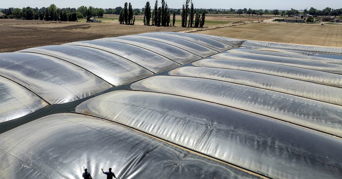 Environmental groups sue over California support for polluting biofuels – AgriNews