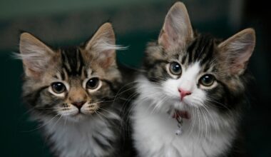 Cat videos not a security threat, minister says as he rules out UK TikTok ban.