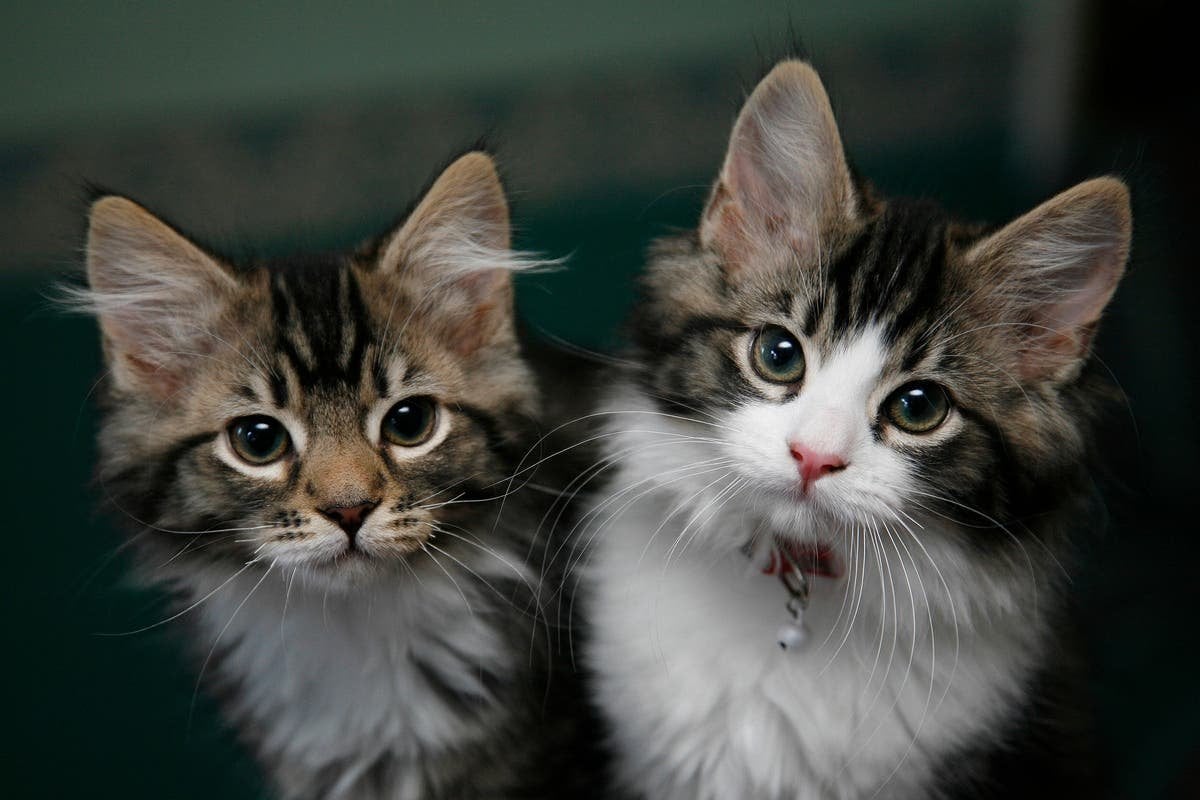 Cat videos not a security threat, minister says as he rules out UK TikTok ban.