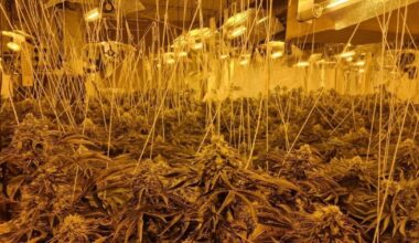Bloke arrested after £1m cannabis farm found in house on quiet UK street
