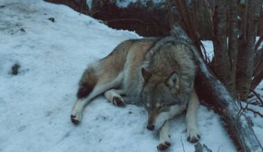 'Shame': Sweden to Start New Year With Controversial Wolf Hunt