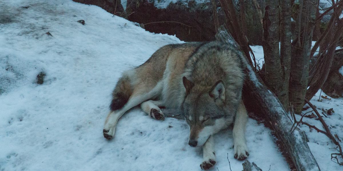 'Shame': Sweden to Start New Year With Controversial Wolf Hunt