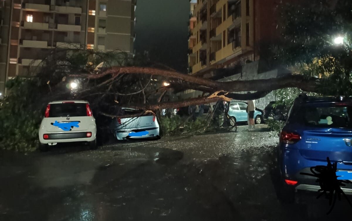 Albero crollato a San Gottardo - foto dal gruppo FB Noi di Genova - San Gottardo