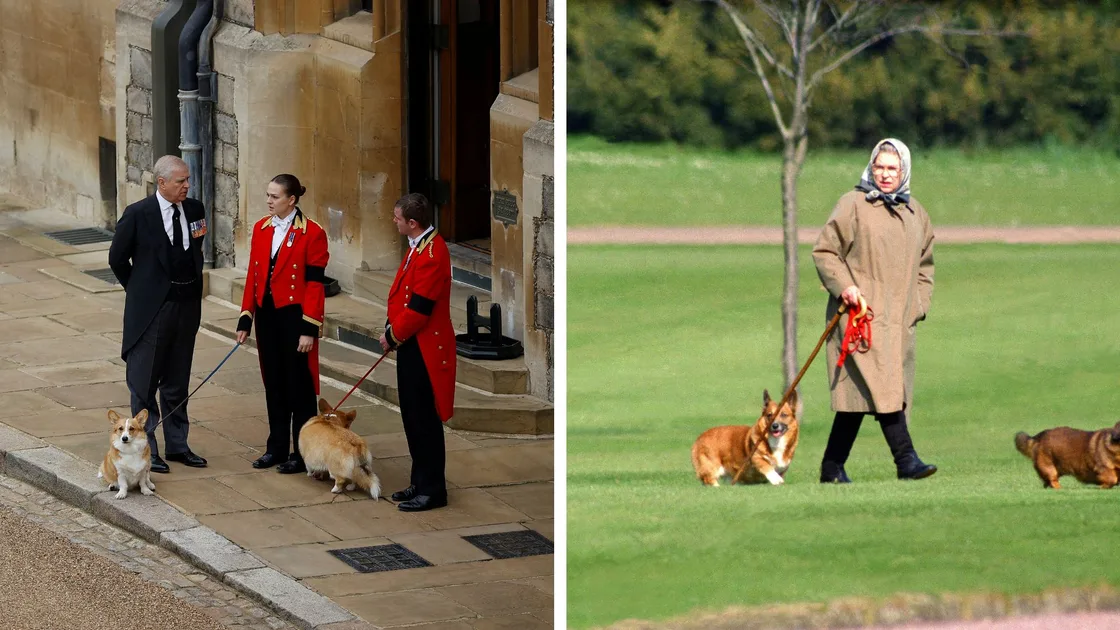 King Charles and Andrew's battle over the late Queen's corgis