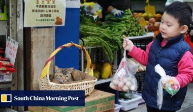 Letters | Two measures to help improve cat health in Hong Kong