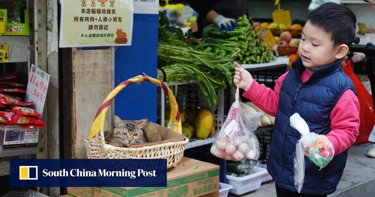Letters | Two measures to help improve cat health in Hong Kong