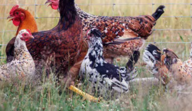 Avian Flu, Science and What Humans Need to Know