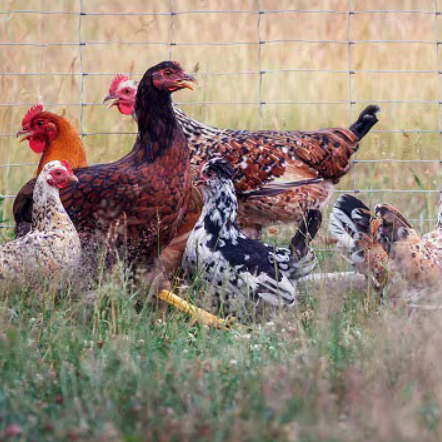 Avian Flu, Science and What Humans Need to Know