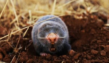 Blind mole-rat thought extinct is sighted in Croatia