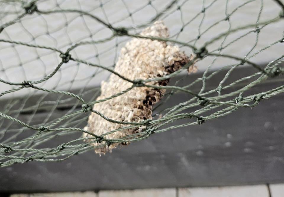 Teil eines Nests?