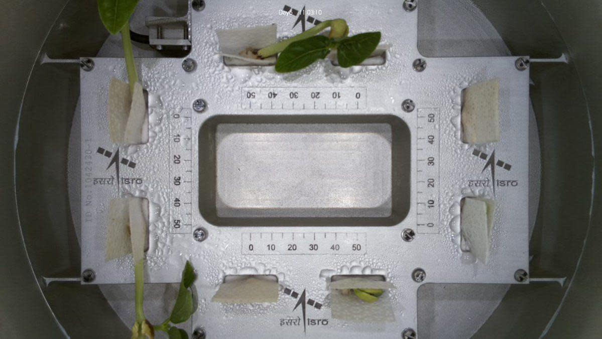 On Monday, Isro tweeted saying "Leaves have emerged!