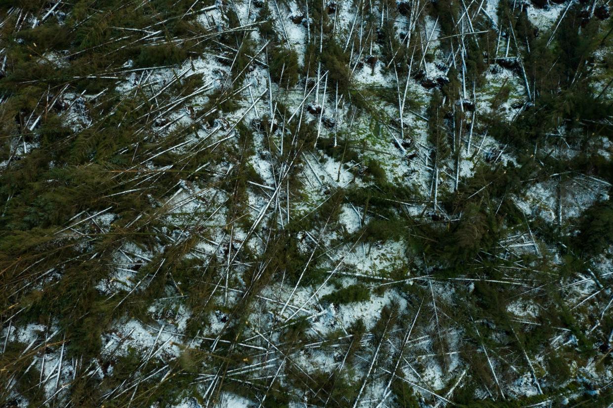 Hundreds of trees can be seen fallen following the effects of Storm Eowyn at Tardree Forest on 25 January, 2025 in Antrim, Northern Ireland (Getty Images)