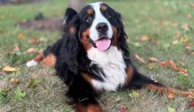 Missing Crystal Lake dog found safe thanks to drone technology – NBC Chicago