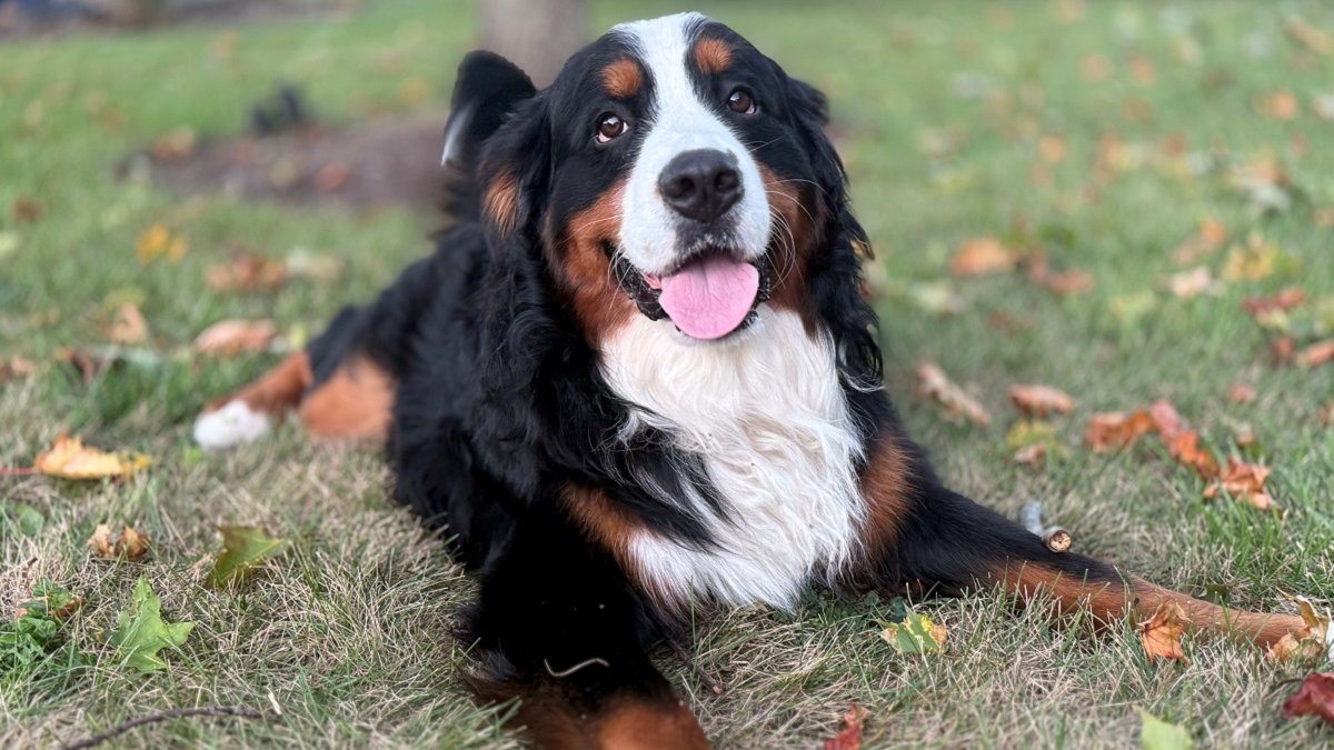 Missing Crystal Lake dog found safe thanks to drone technology – NBC Chicago