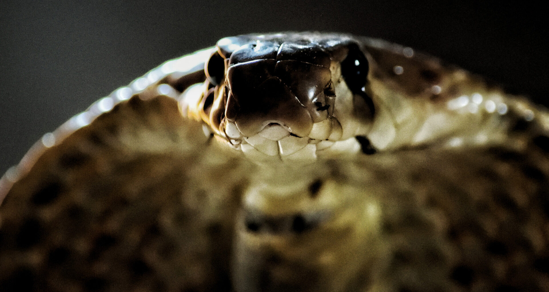 cobra snake closeup