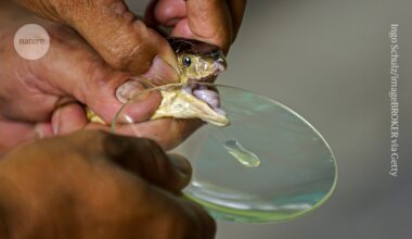AI-designed proteins tackle century-old problem — making snake antivenoms