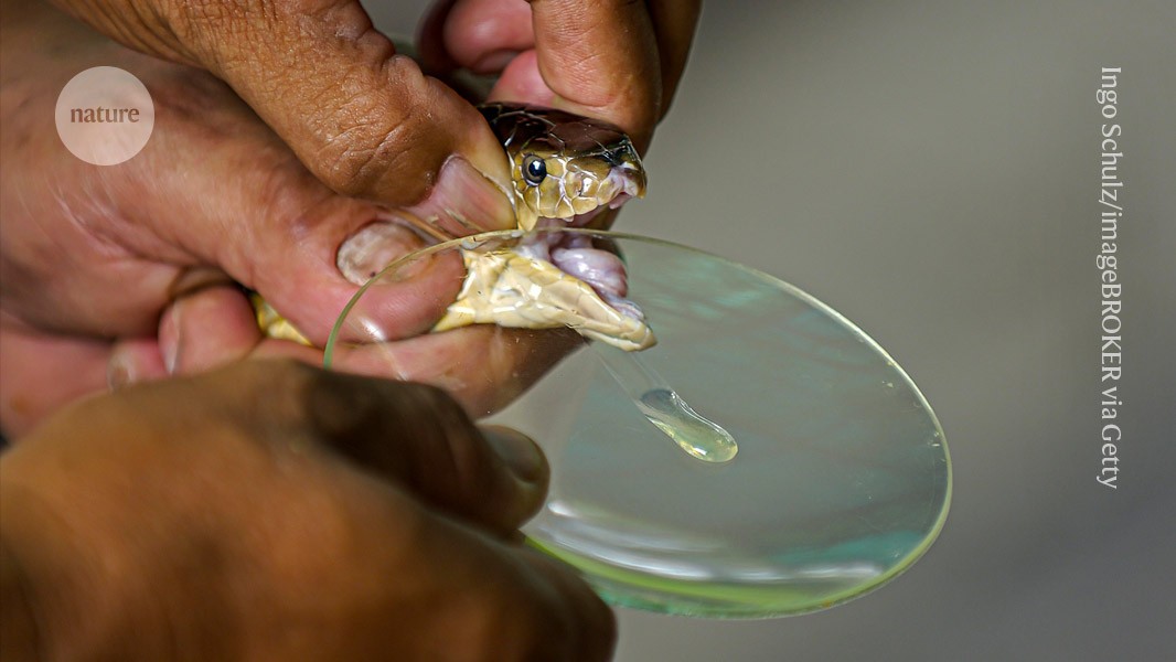 AI-designed proteins tackle century-old problem — making snake antivenoms