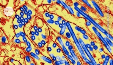 Will bird flu spark a human pandemic? Scientists say the risk is rising