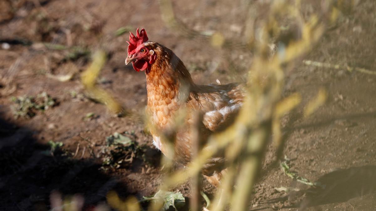 El Ministerio de Agricultura ha detectado un aumento del riesgo en un mayor número de comarcas.
