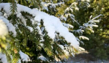 Orange warning issued in Latvia due to heavy snowfall