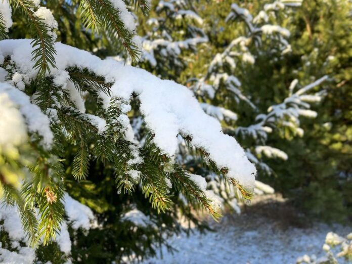 Orange warning issued in Latvia due to heavy snowfall