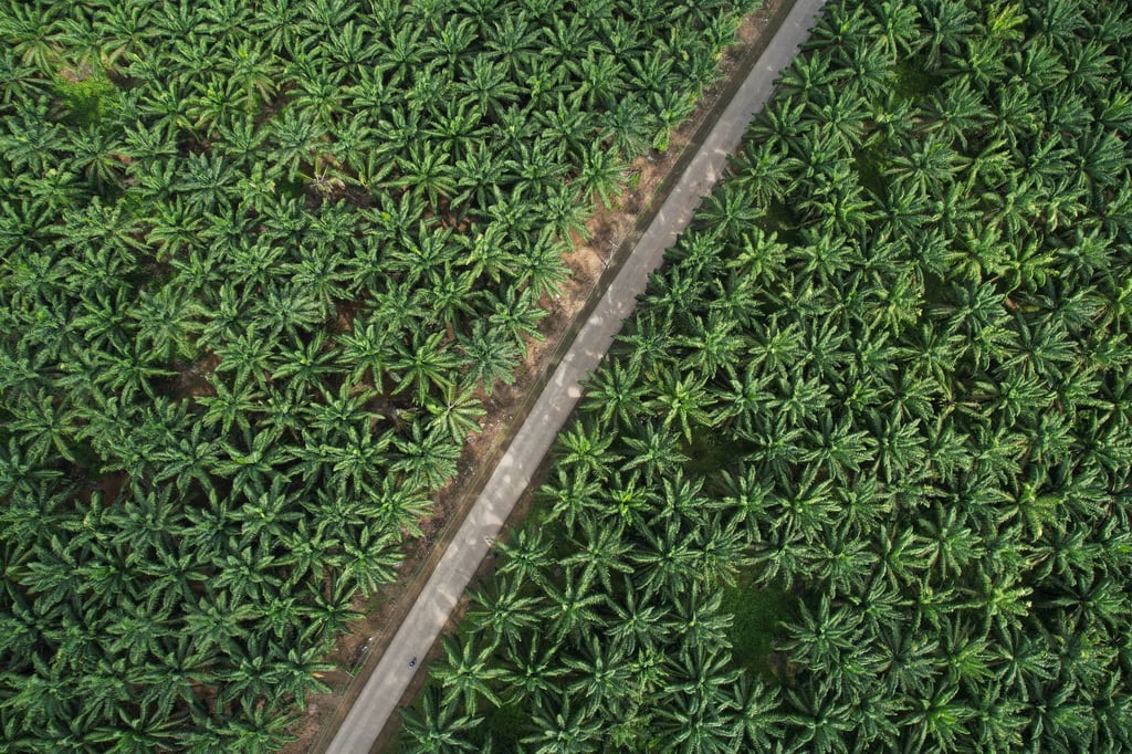 A palm oil plantation in Bogor, Indonesia, on January 13. Photo: Xinhua A palm oil plantation in Bogor, Indonesia, on January 13. Photo: Xinhua