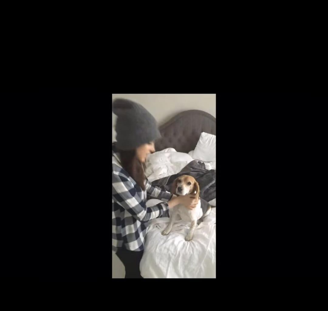 Meghan’s beagle Gus has died