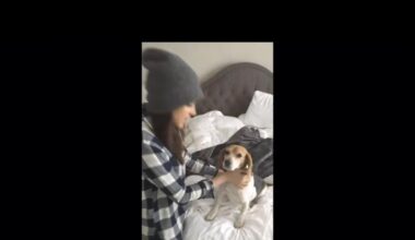 Meghan’s beagle Gus has died