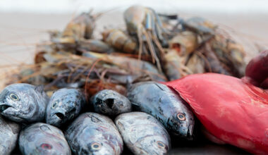WTO | 2025 Press Releases - Iceland donates an additional CHF 200,000 to WTO Fish Fund