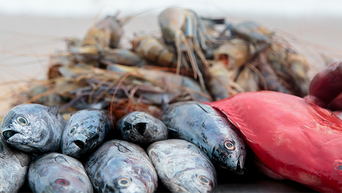 WTO | 2025 Press Releases - Iceland donates an additional CHF 200,000 to WTO Fish Fund