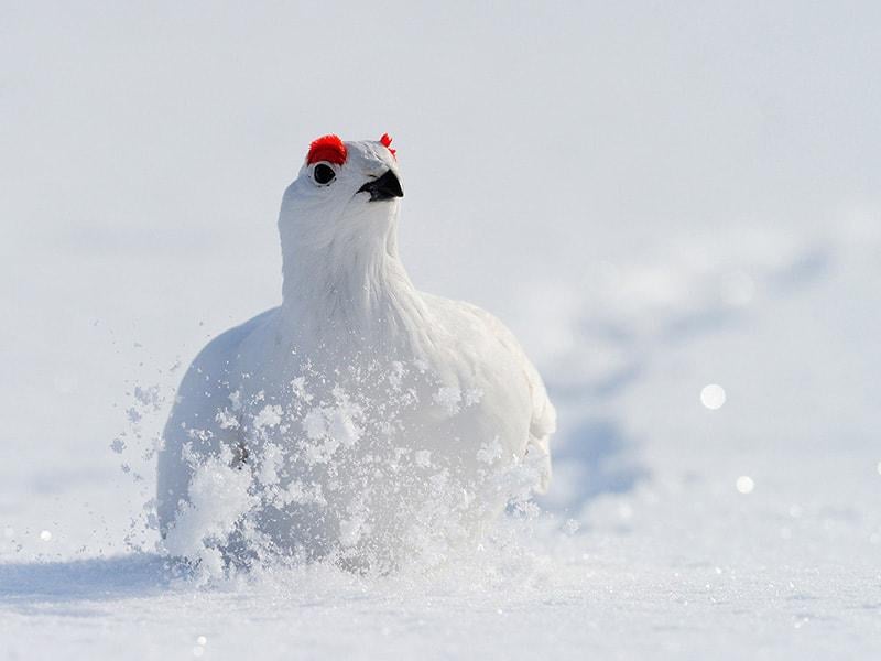 Spotting Ptarmigan in Lapland